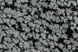 Polished Snowflake Obsidian Section - Utah #117777-1